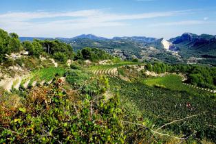 terroir vignoble bandol AOC