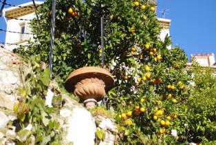 Culture de citron en terrasse à la Citronneraie de Menton