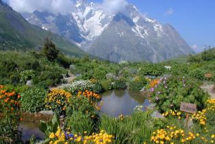 Jardin Botanique du Col du Lautaret face aux sommets de la Meije