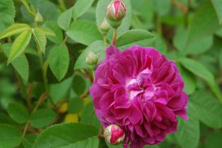 rose cora dans le Jardin des Oubliées à Balroy en Normandie