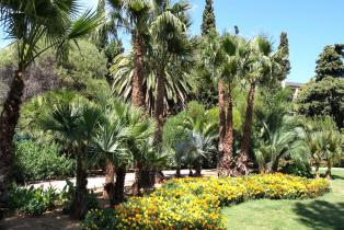 palmiers et essences méditerranéennes au jardin  Olbius-Riquier à Hyères