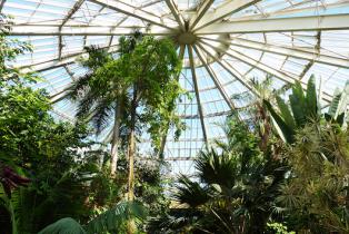 Serre tropicale du parc  Phœnix à Nice