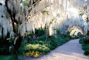 Pergola de glycines parc floral d'Apremont sur Allier